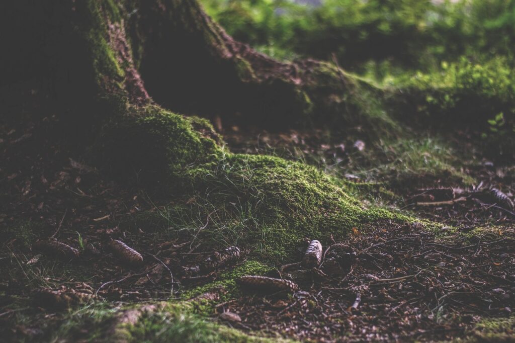 About forest, forest floor, humus, moss, nature, pinecone, root, humus, humus, humus, humus, humus
